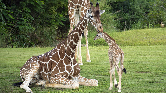 Zoo Miami baby giraffe meets herd 