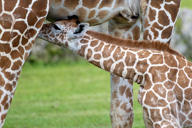 Zoo Miami baby giraffe meets herd