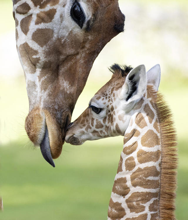 Rand tempo kalligrafie PIX: Baby giraffe introduced to herd at Zoo Miami