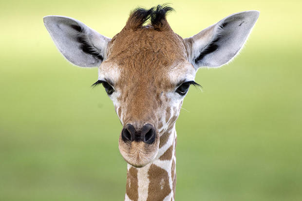 Zoo Miami baby giraffe meets herd 