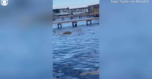 Dog gets spooked by herd of manatees - CBS News