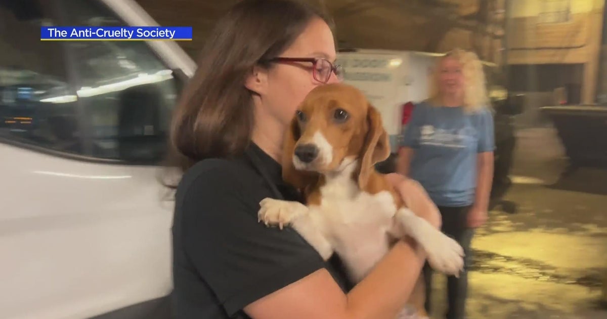 More than three dozen beagles rescued from a Virginia breeding facility are now in Chicago CBS