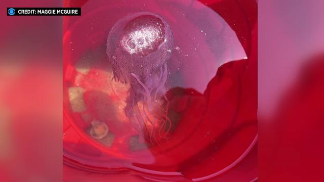 A purple jellyfish inside a red bucket filled with water. 