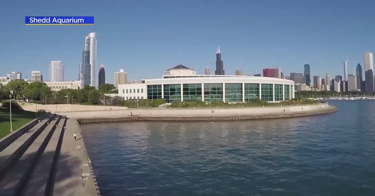 Shedd Aquarium offering free days to Illinois residents CBS Chicago