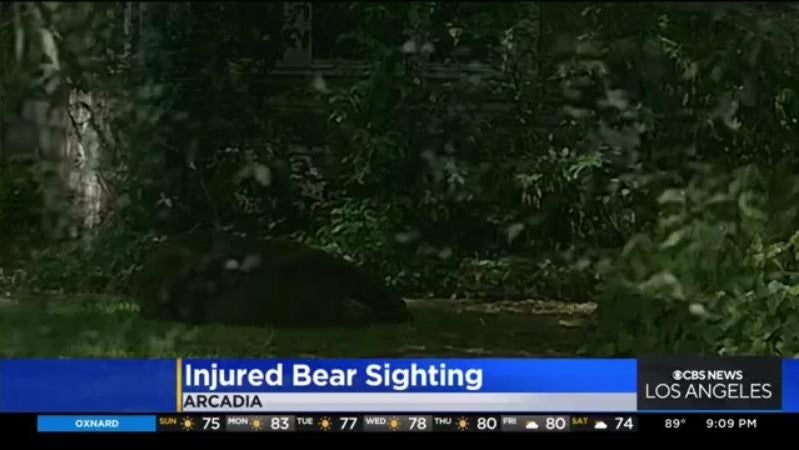 Bear wanders into backyard of Arcadia home with arrow sticking out of