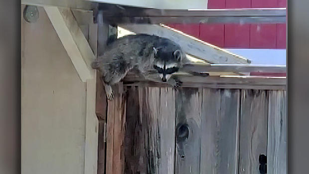 Raccoon Seeks Cooler Environment 