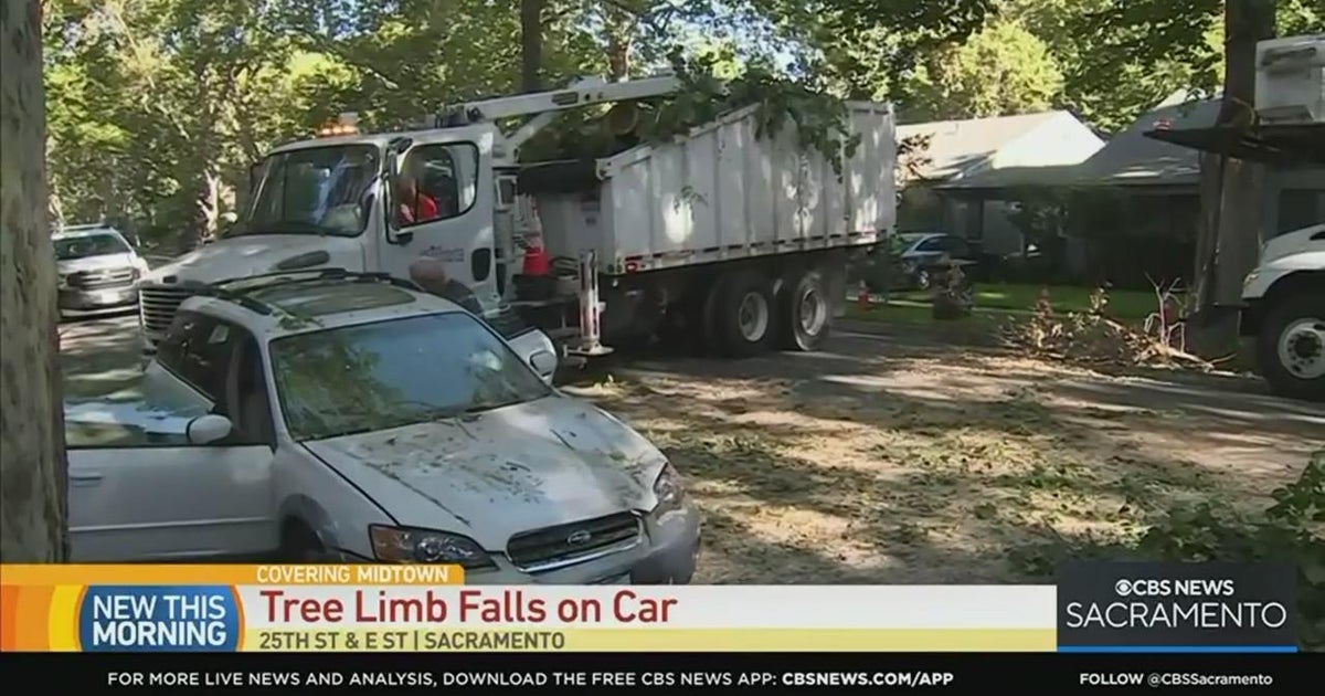 Large tree limb falls on car in Sacramento CBS Sacramento