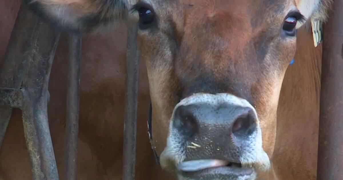 Eating meat without slaughtering animals may be in our future - CBS Miami