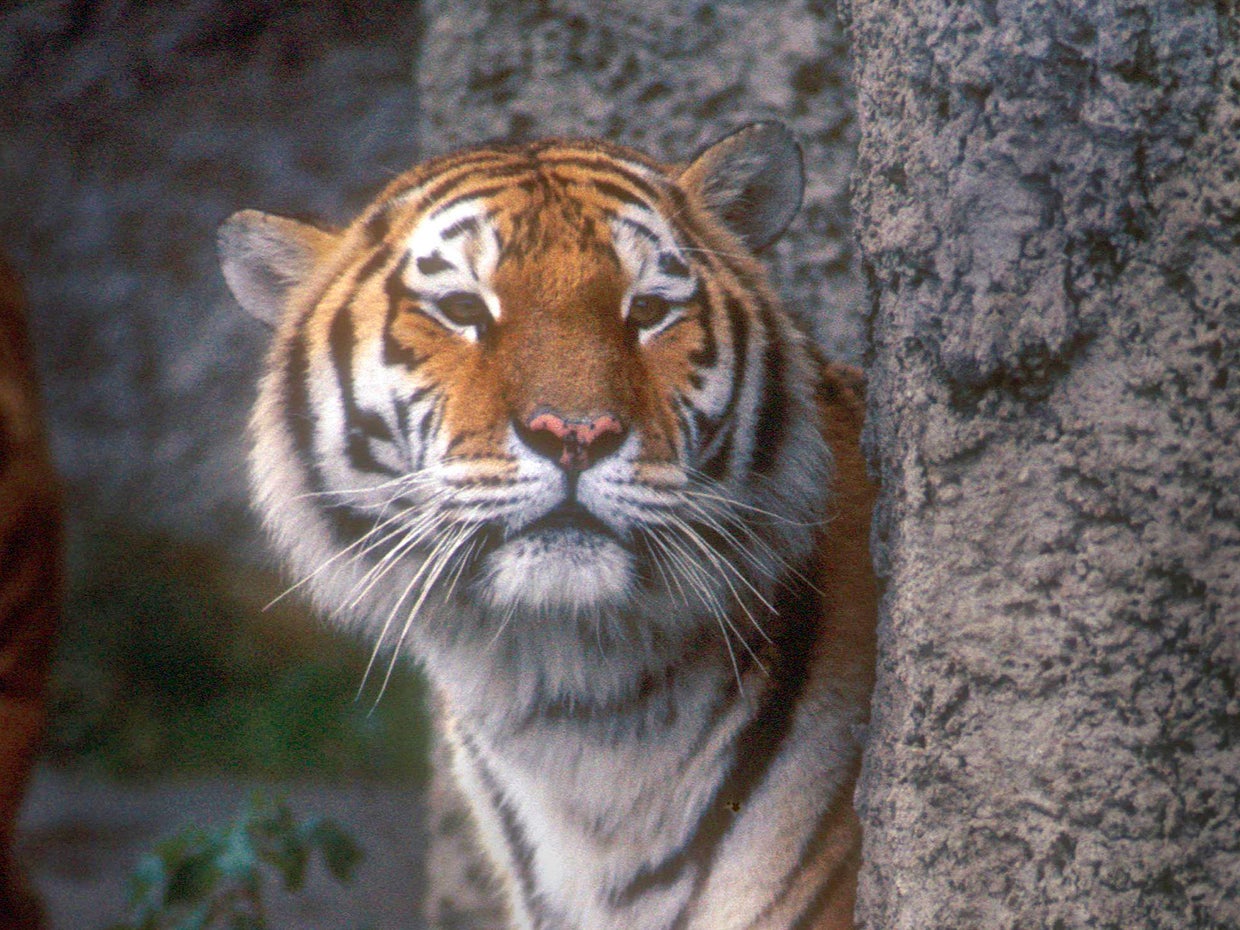 A tiger is seen in India's Bandhavgarh Tiger Reserve in the 1980s. 