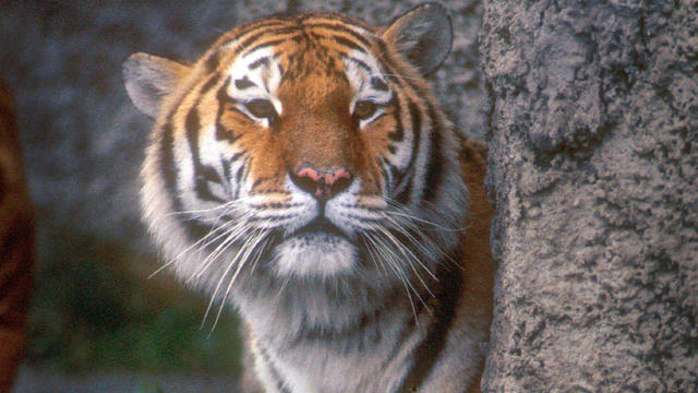 A tiger is seen in India's Bandhavgarh Tiger Reserve in the 1980s. 