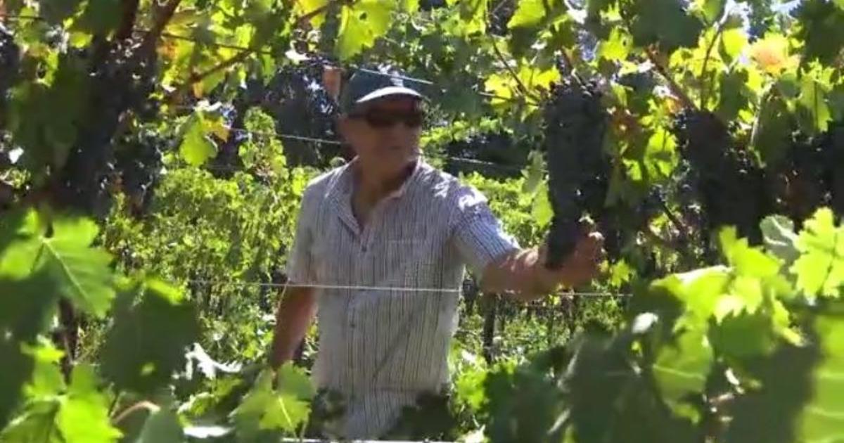 Rutherford winery adapting to climate change in Napa valley - CBS News