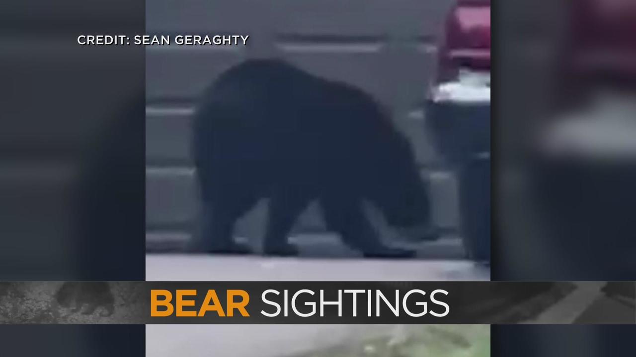 Bear (ex-)sighting