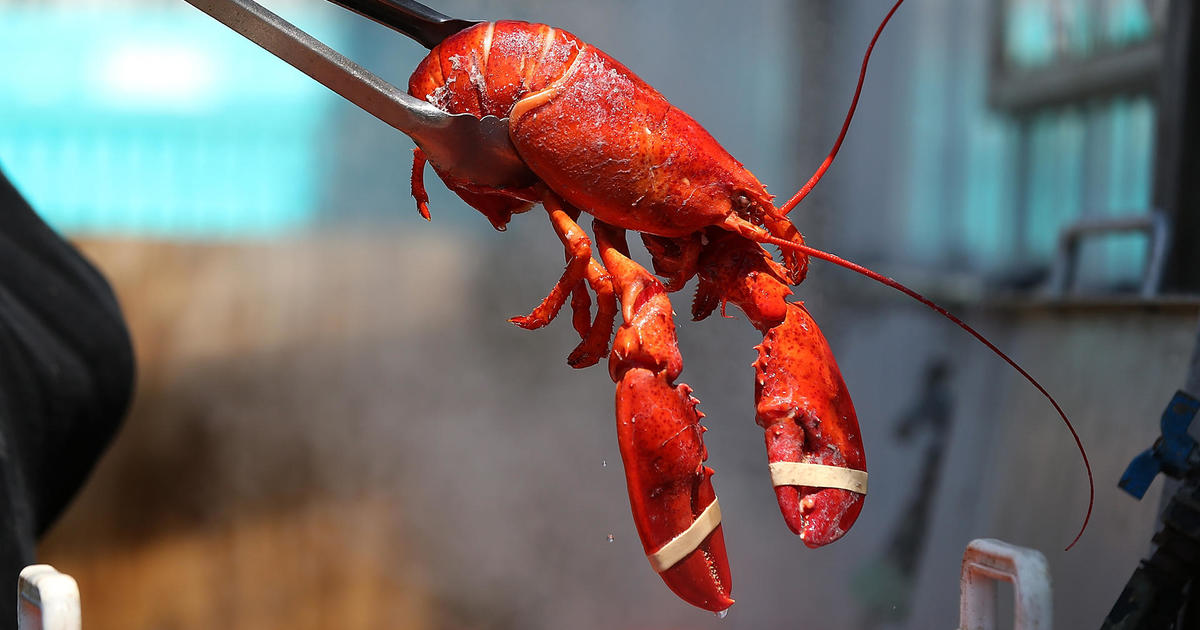 Lobster for sale. So is the Lobster Pot, the restaurant - The Boston Globe