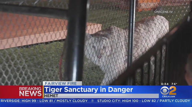tiger-sanctuary-help.jpg 