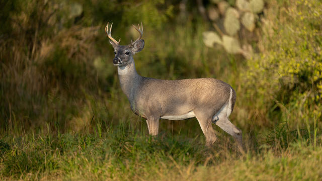 Whitetail buck,Portrait of white standing on field 