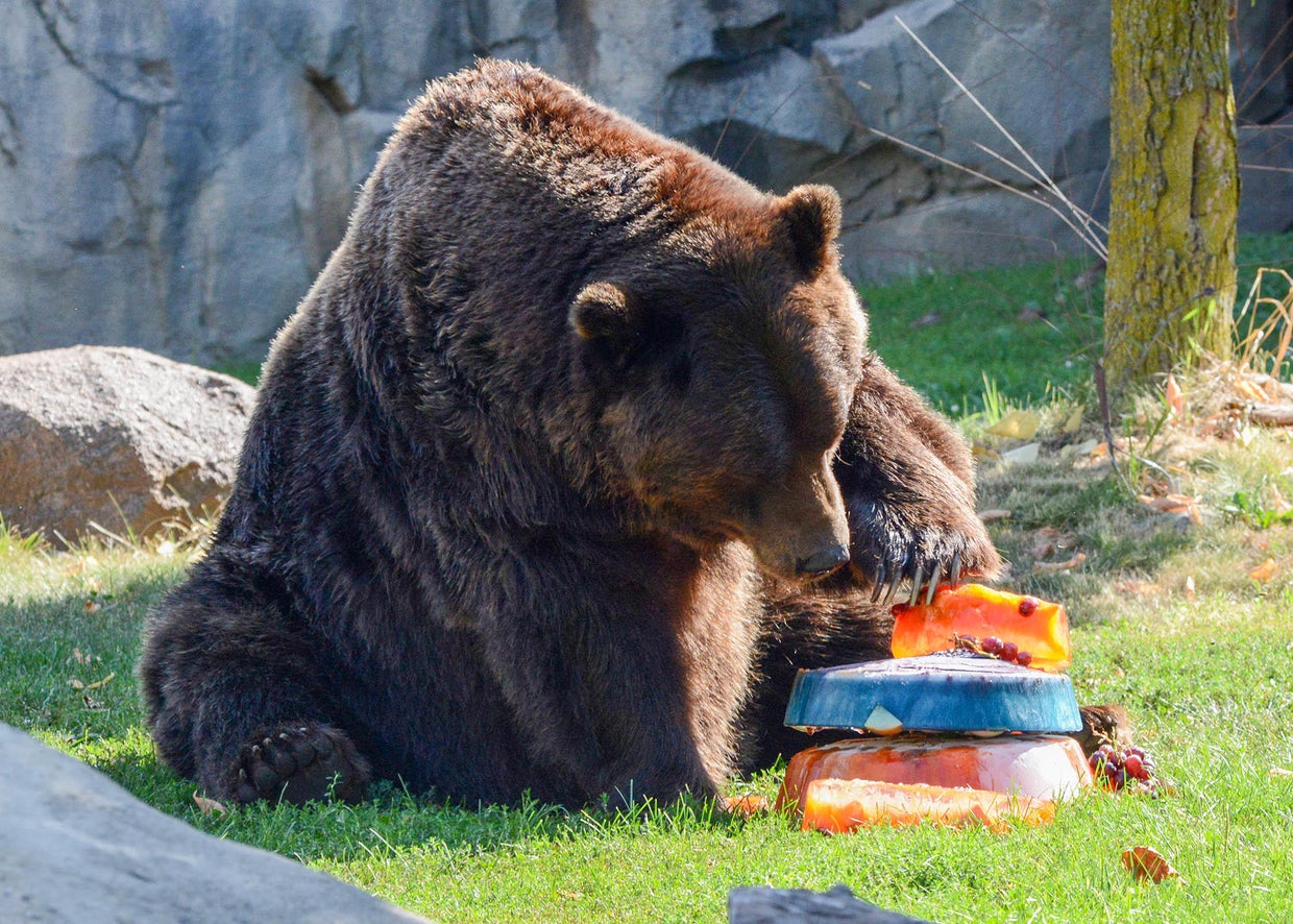 Bear down! Brookfield Zoo celebrates the start of the Chicago Bears