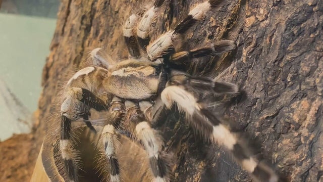 tarantula.jpg 