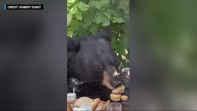 A black bear eats cupcakes off a picnic table. 