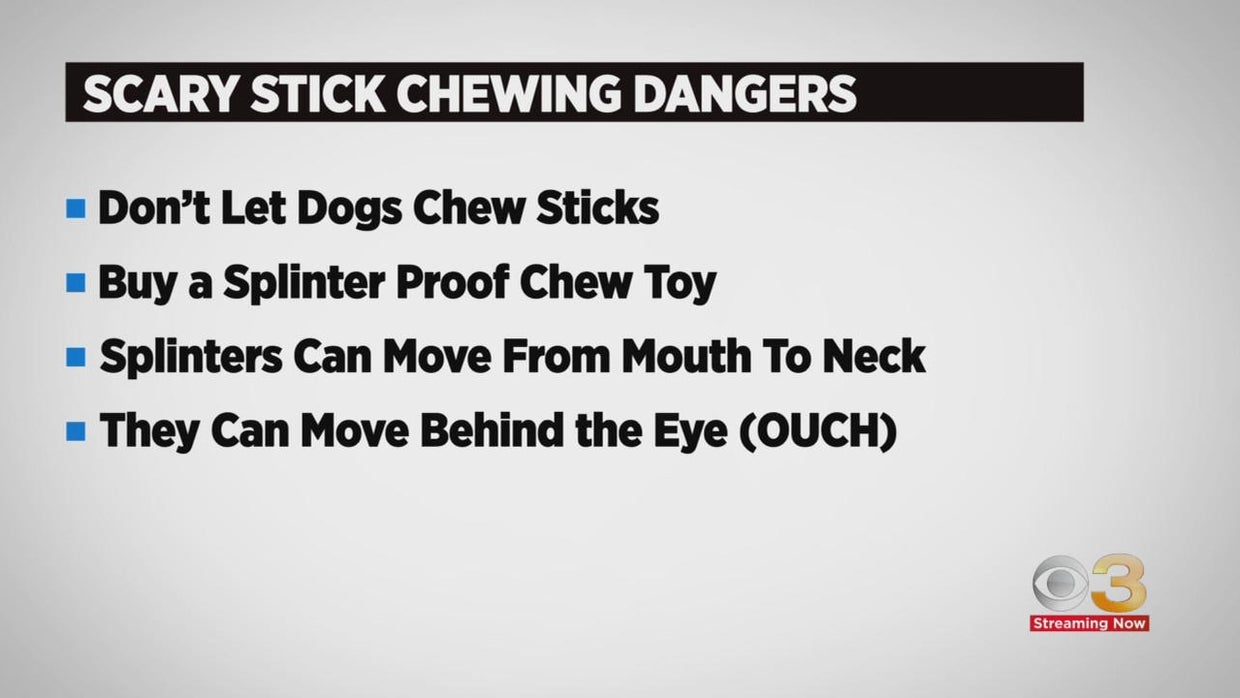 CBS3 Pet Project: Why a stick can hurt your dog severely - CBS Philadelphia