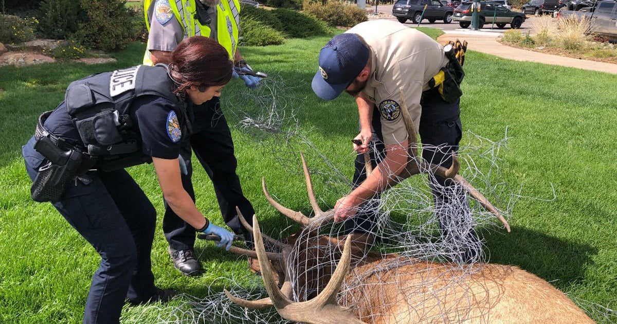 Elk rescued after getting tangled in fencing in Estes Park - CBS Colorado
