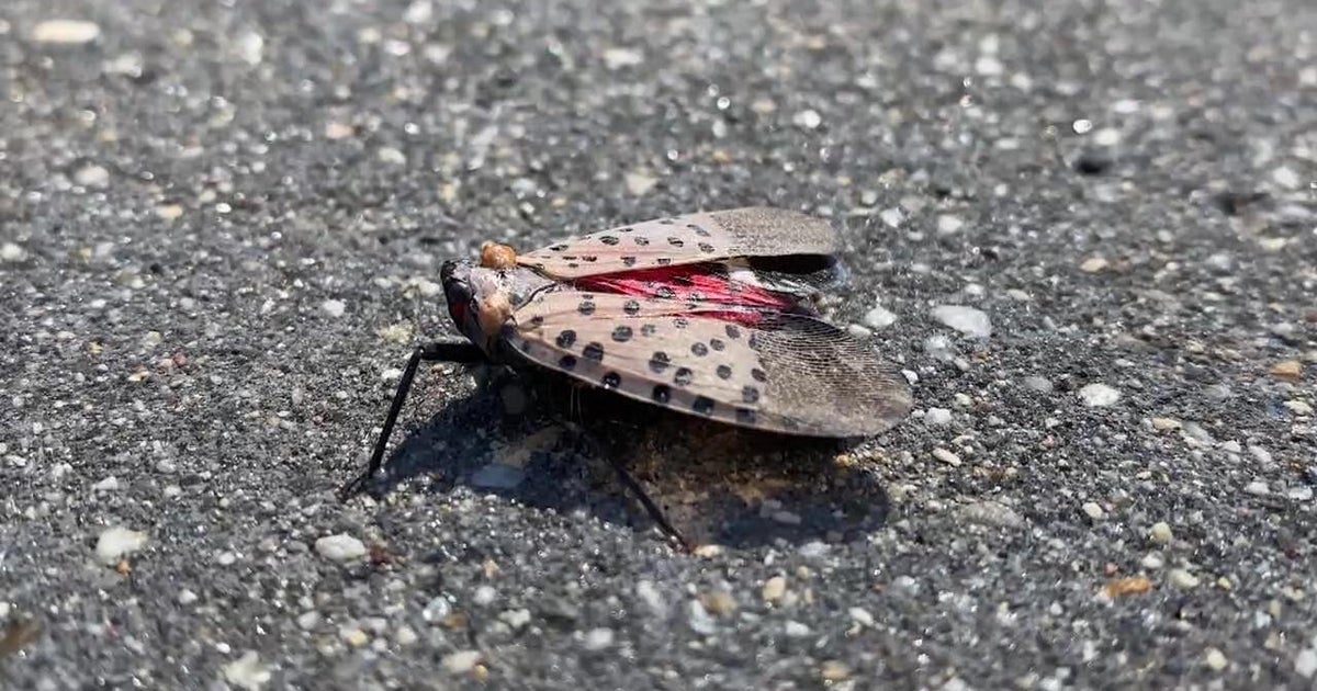 Maryland Dept. of Agriculture expands Spotted Lanternfly quarantine zone