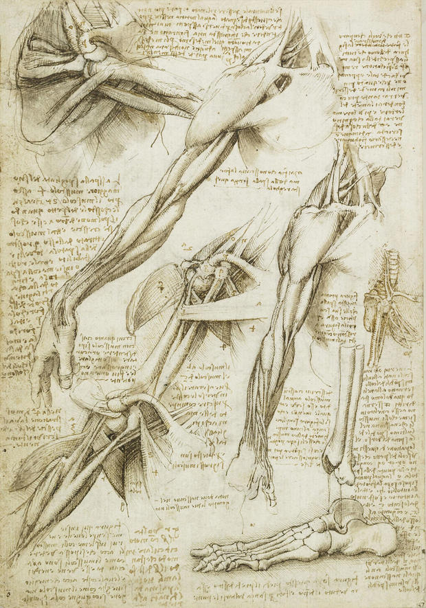Study Of Muscles By Leonardo 