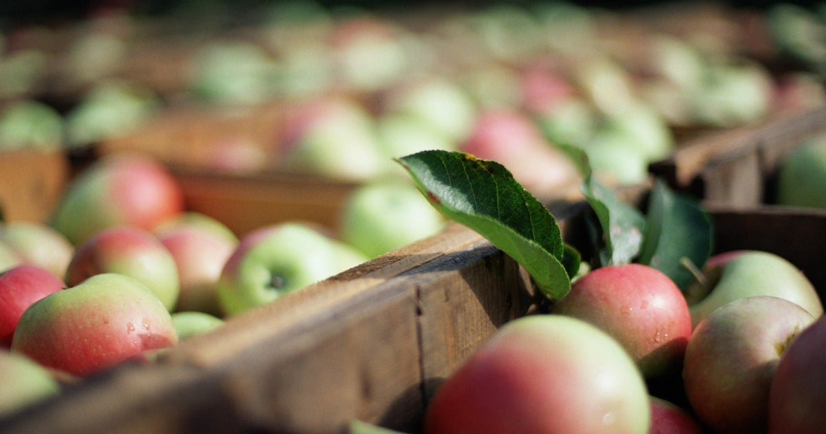 This year's apple picking season could be one of the best, orchards say CBS Minnesota