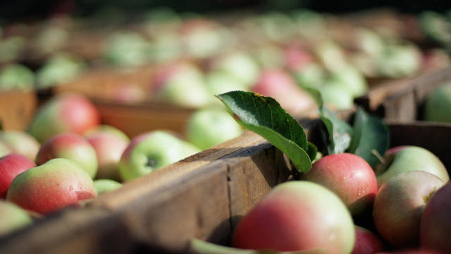 Crates of ripe apples 