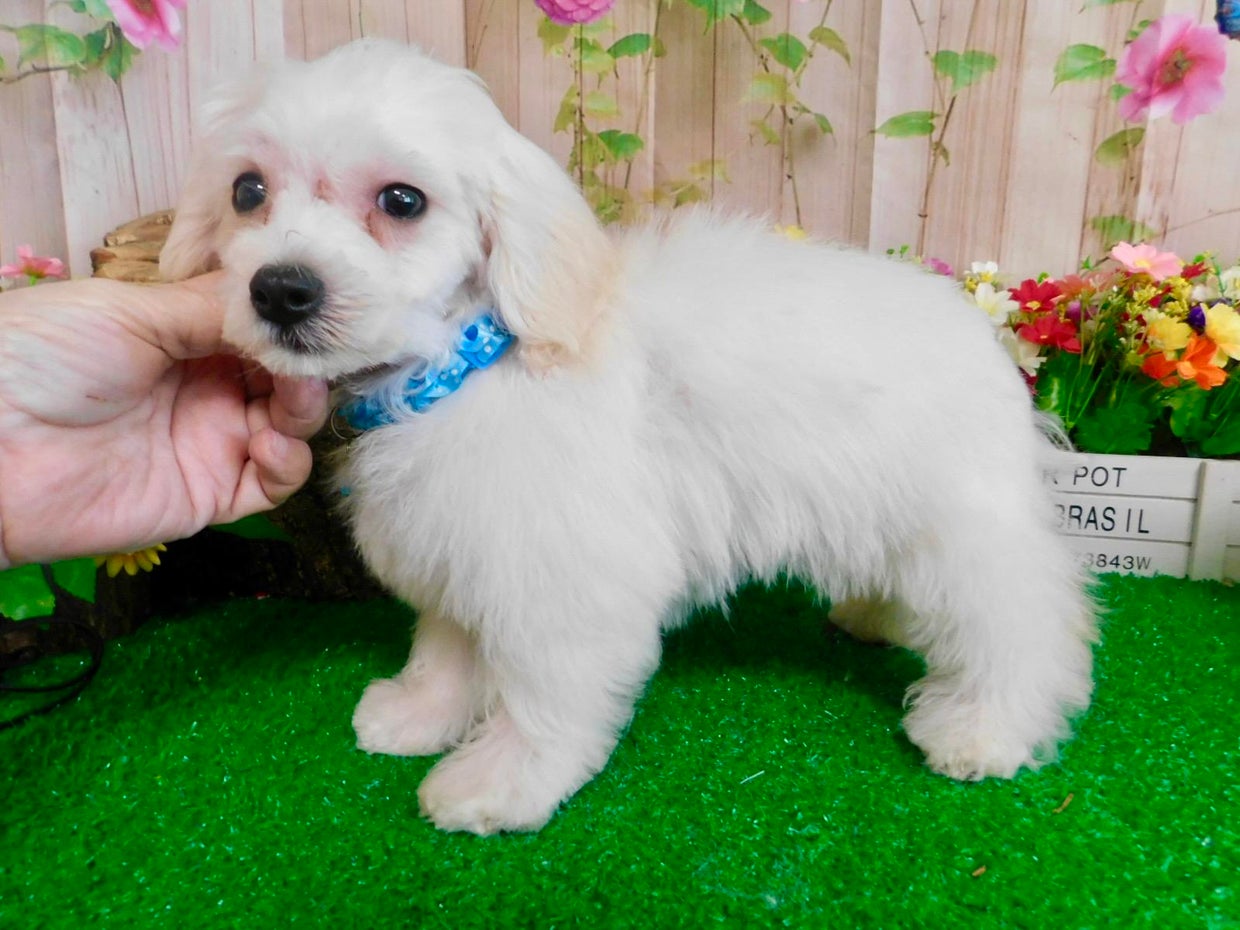 10 puppies stolen in burglary at HugaPup pet store in Hammond