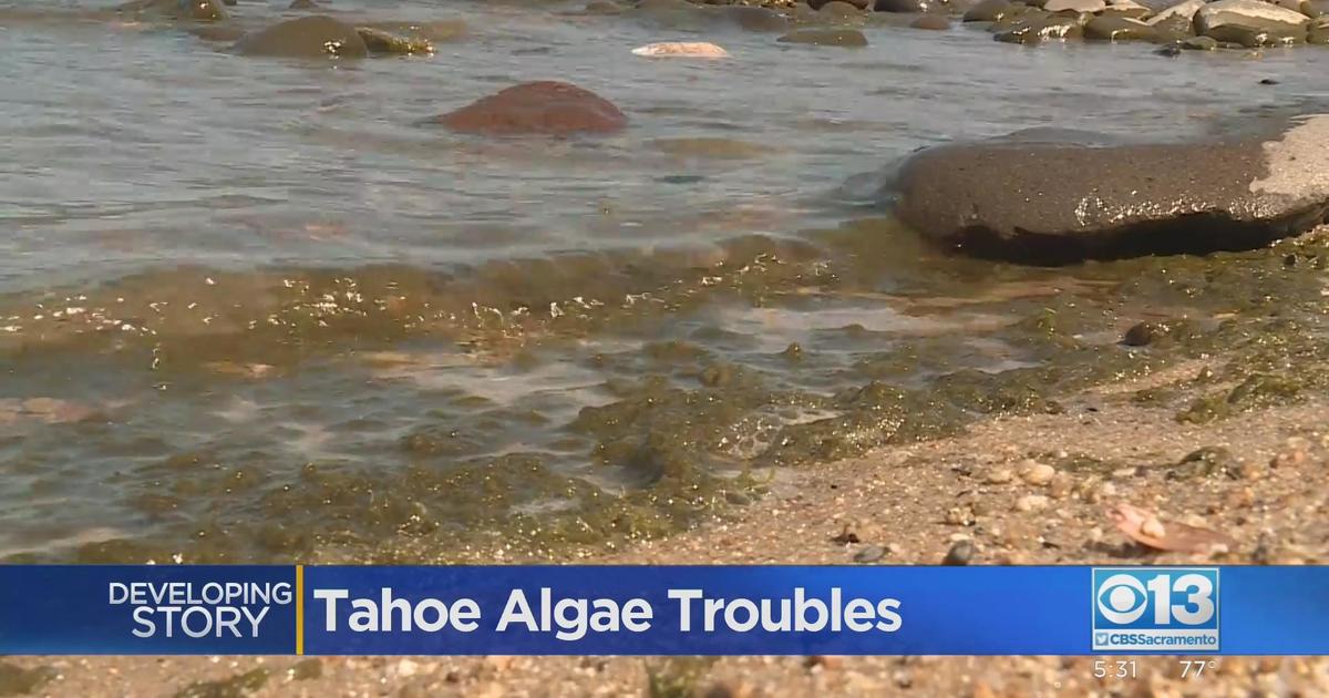 Growth of bluegreen algae in Lake Tahoe has researchers worried CBS