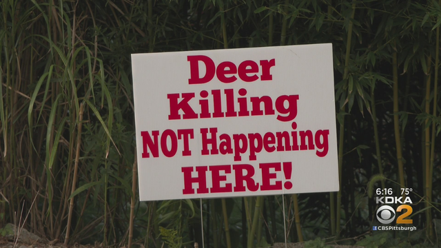 kdka-whitehall-deer-management-program-signs.png 