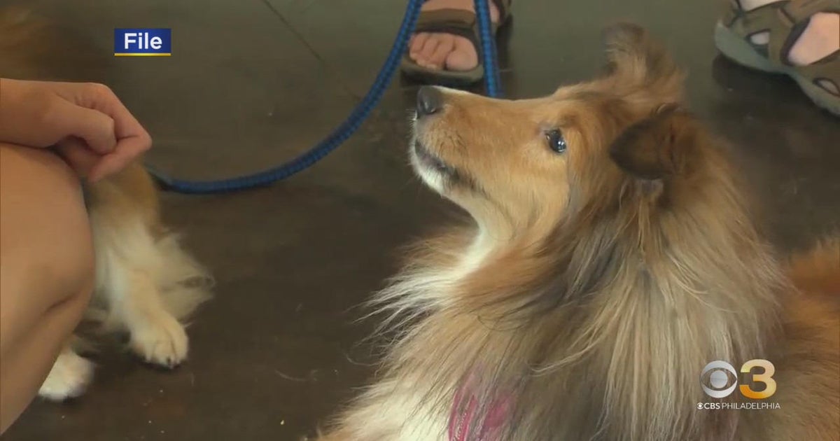 CBS3 Pet Project Why getting a dog is not an easy decision CBS