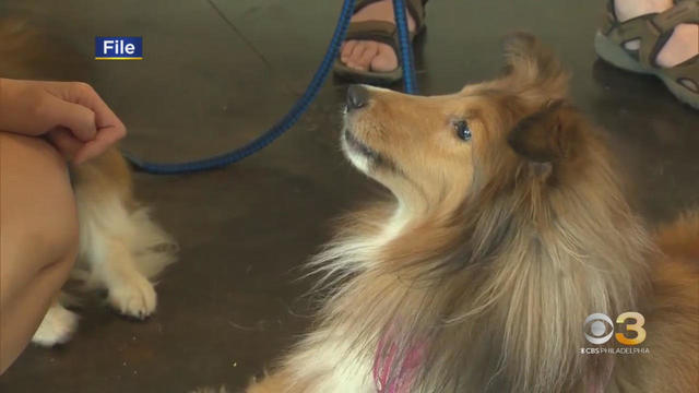 CBS3 Pet Project: Why getting a dog is not an easy decision 