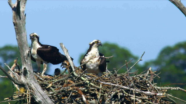 natureospreys-1298093-640x360.jpg 