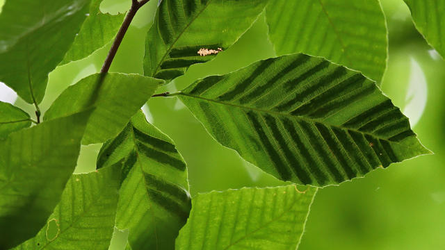 Beech leaf disease 1 