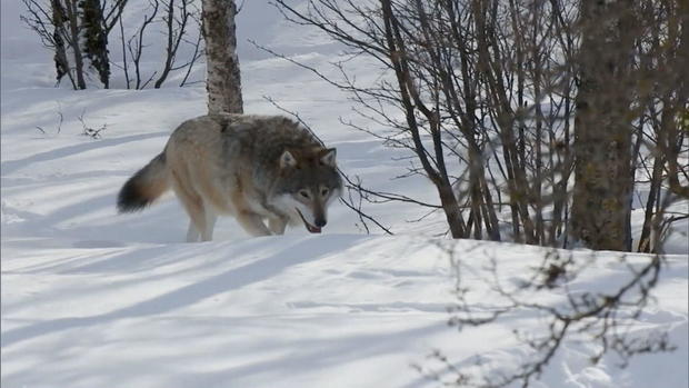 wolf-hunting-6pkg-transfer-frame-0.jpg 