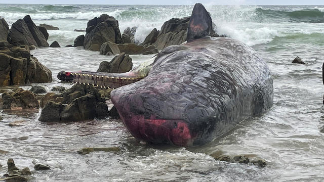 Australia Dead Whales 
