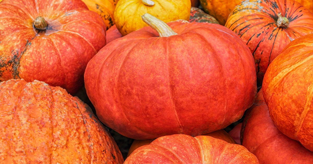 Too soon Dunkin brings back pumpkinflavored treats Too soon Dunkin brings back pumpkinflavored treats