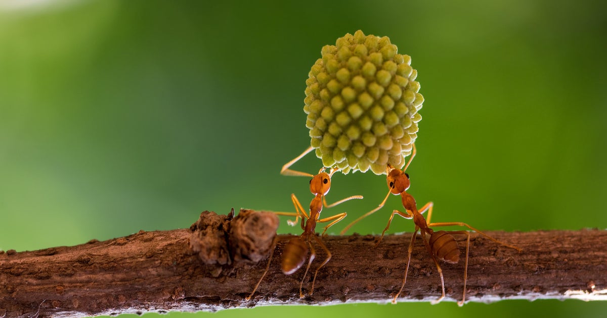 20,000,000,000,000,000 ants are crawling around Earth, researchers find, weighing more in total than all birds and mammals combined