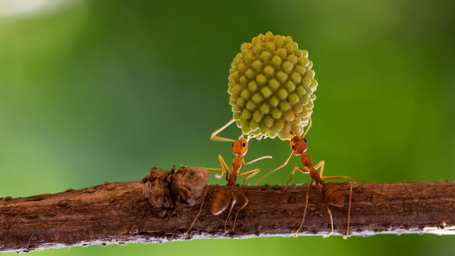 Two ants on a branch lifting a heavy plant, Indonesia 