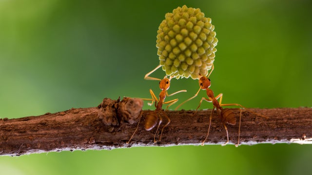 Two ants on a branch lifting a heavy plant, Indonesia 