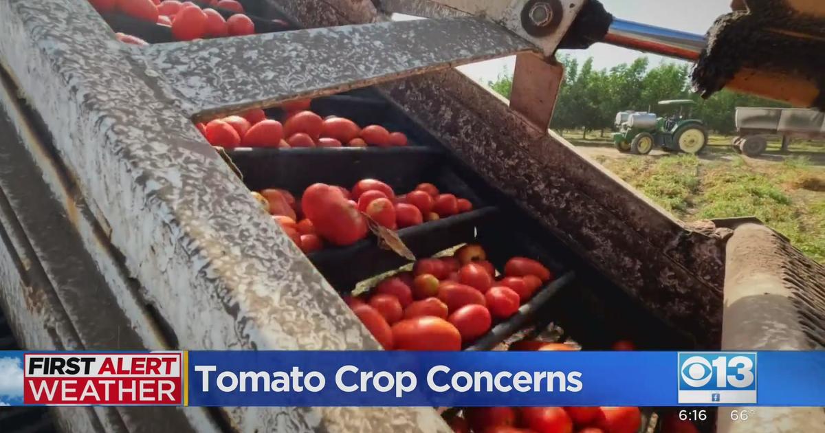 Tomato growers racing Mother Nature to harvest crop before mold sets in and  mud slows down machinery