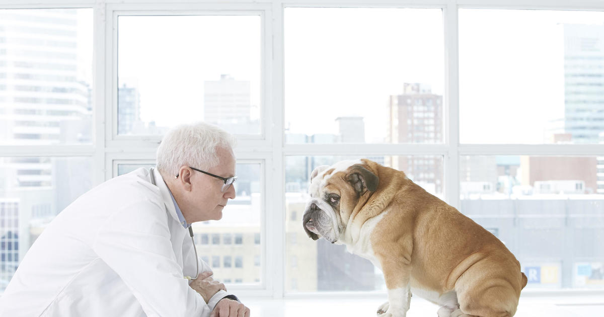 Pet insurance: How it works and what it costs
