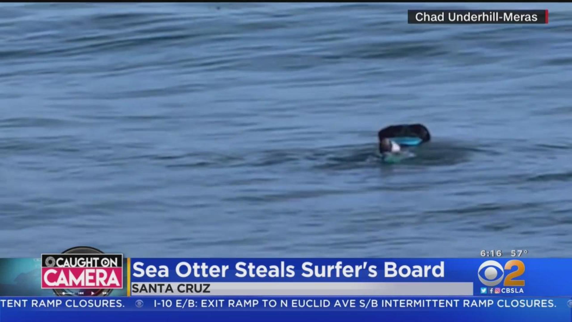 A sea otter is terrorizing California surfers - Los Angeles Times