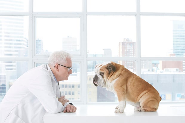 Older Caucasian veterinarian staring at bulldog 