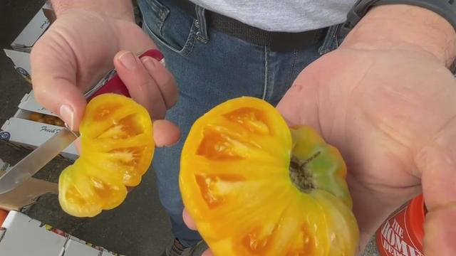 California tomato crop 