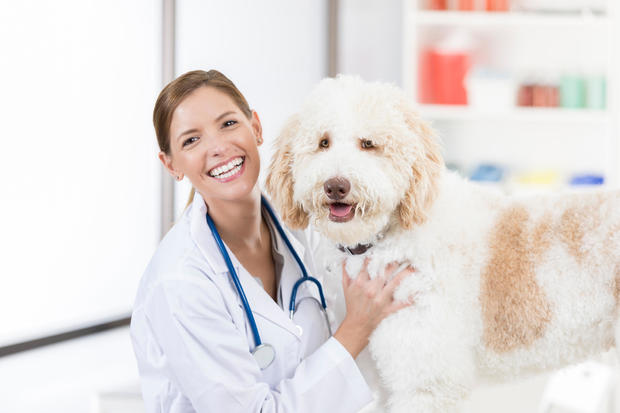 Beautiful changeable veterinarian poses for camera with Goldendoodle accommodating 