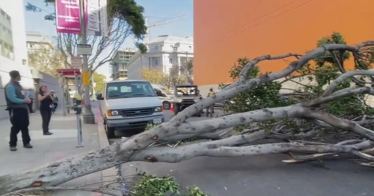Falling tree smashes Uber driver’s windshield in downtown San Francisco