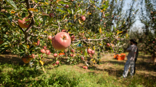 Farmers pick fresh apples hanging on a tree in an orchard in 