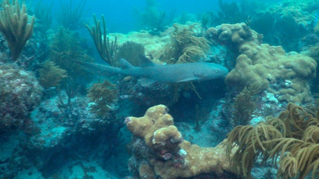 coralvideo.jpg